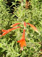 Zauschneria Californica (fam Onagracees) (Am. du nord) (4) (Photo F. Mrugala)